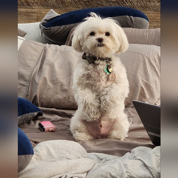 Meet your Posher, Christina - Picture 3 of 4